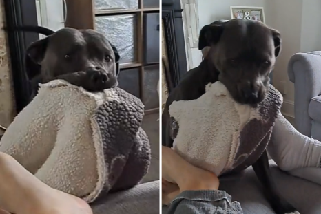 Adorable Nighttime Routine of Dog with ‘Her Little Blankie’ Melts Hearts