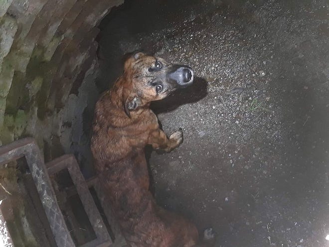 Dog Rescued After Being Trapped for Days in Storm Drain