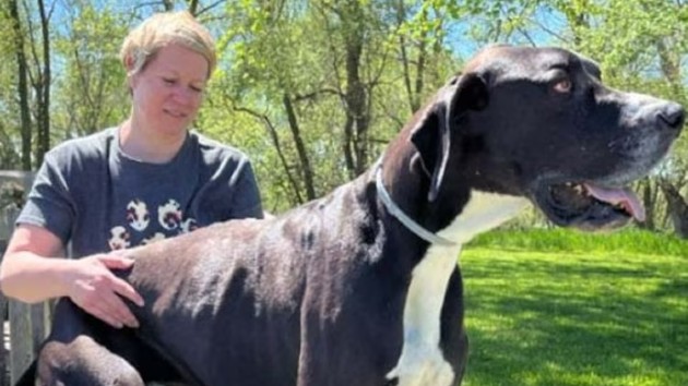 Kevin world’s tallest dog who stood at 7 feet dies just days after getting record