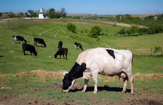 Denmark to impose tax on livestock emissions to combat climate change