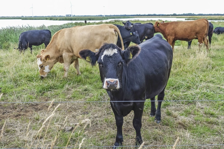 Denmark to Implement World’s First Carbon Tax on Gassy Cows and Pigs