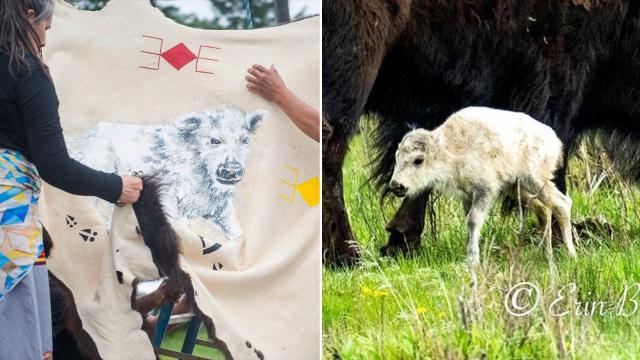 Rare white buffalo calf born in Yellowstone Montana sacred name revealed
