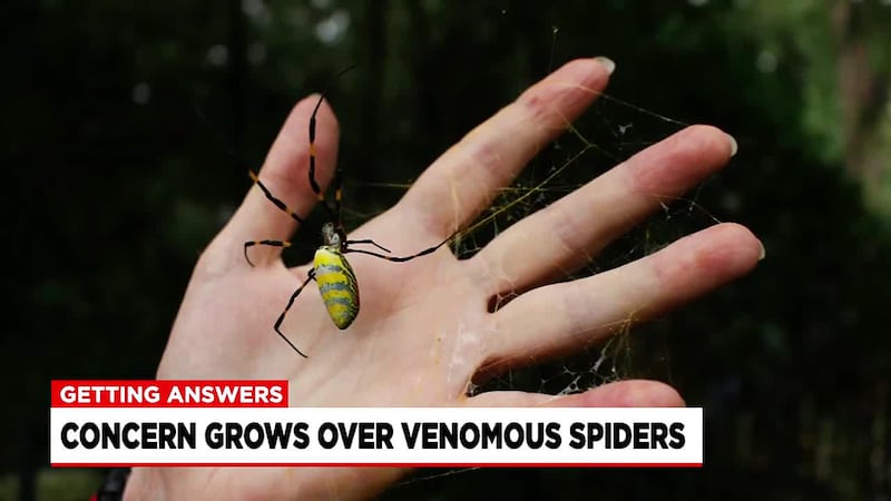 Giant Venomous Flying Spiders Could Be Moving to Western Mass