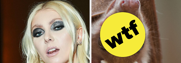 Taylor Momsen Was Bitten By A Bat Onstage BuzzFeed